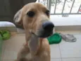 Loki