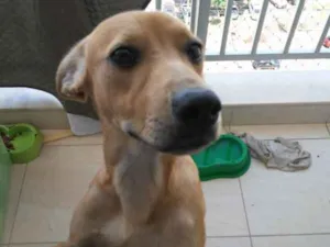 Cachorro raça SRD idade 7 a 11 meses nome Loki