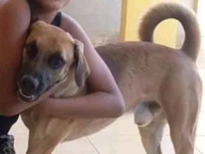 Cachorro raça VIRA LATAS  - PORTE GRANDE idade 4 anos nome DARK