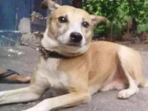 Cachorro raça SRD idade 1 ano nome GUIDO