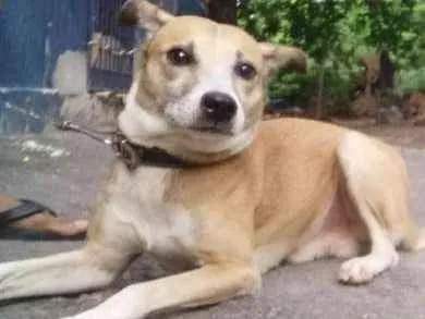 Cachorro ra a SRD idade 1 ano nome GUIDO