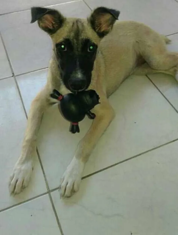 Cachorro ra a Mística idade 7 a 11 meses nome Belinha