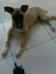 Belinha
