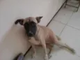 Belinha