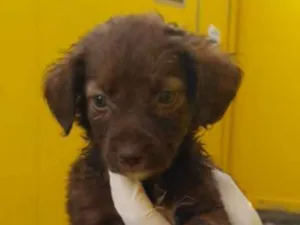 Cachorro raça SRD idade 2 a 6 meses nome Toddy e irmãos 