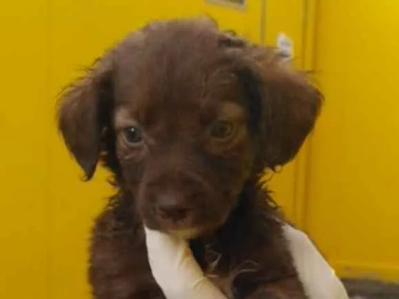 Cachorro ra a SRD idade 2 a 6 meses nome Toddy e irmãos 