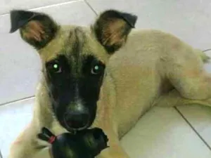 Cachorro raça Mística idade 7 a 11 meses nome Belinha