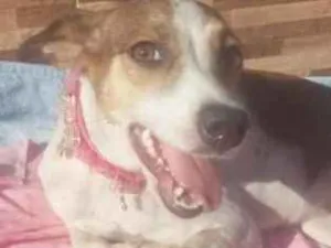 Cachorro raça SRD idade 1 ano nome Napi