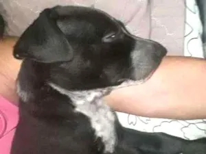 Cachorro raça Não Definida idade 7 a 11 meses nome ADOTE