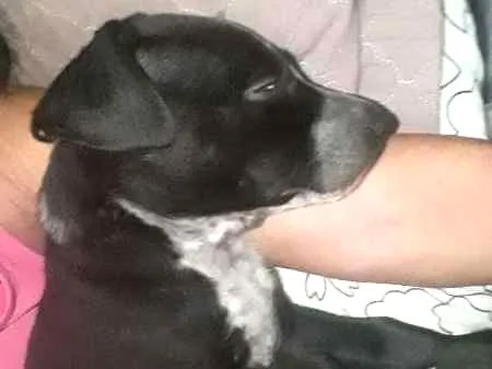 Cachorro ra a Não Definida idade 7 a 11 meses nome ADOTE