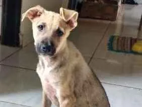 Cachorro raça Viralata idade 2 a 6 meses nome Sem Nome