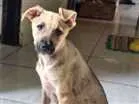 Cachorro raça Viralata idade 2 a 6 meses nome Sem Nome