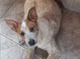 Zeca