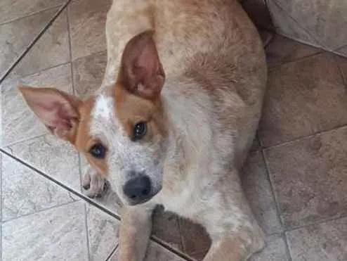 Cachorro ra a SRD idade 7 a 11 meses nome Zeca