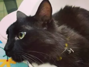 Gato raça vira lata idade 3 anos nome lua