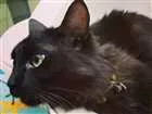 Gato raça vira lata idade 3 anos nome lua