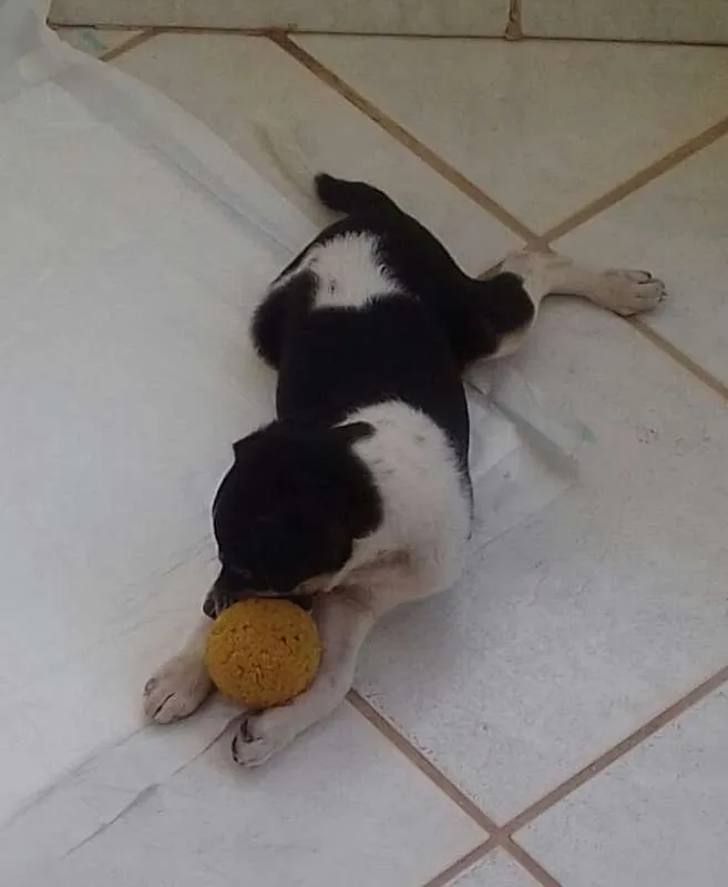 Cachorro ra a SRD idade 2 a 6 meses nome sem nome