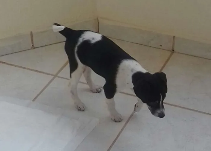 Cachorro ra a SRD idade 2 a 6 meses nome sem nome