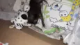 Nina