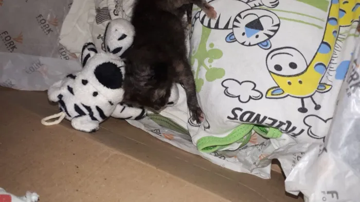 Gato ra a  idade Abaixo de 2 meses nome Nina