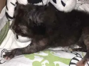 Gato raça  idade Abaixo de 2 meses nome Nina