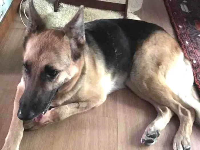 Cachorro ra a Pastor Alemão idade  nome Gerda