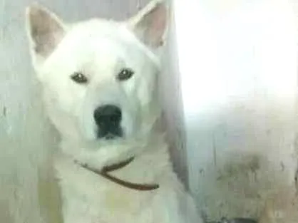 Cachorro ra a Akita idade 3 anos nome Fox/Kami