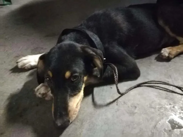 Cachorro ra a SRD idade 7 a 11 meses nome Não sei o nome