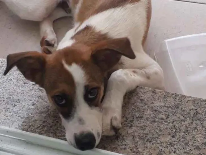 Cachorro ra a SRD idade 7 a 11 meses nome Menininho