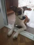 Menininho