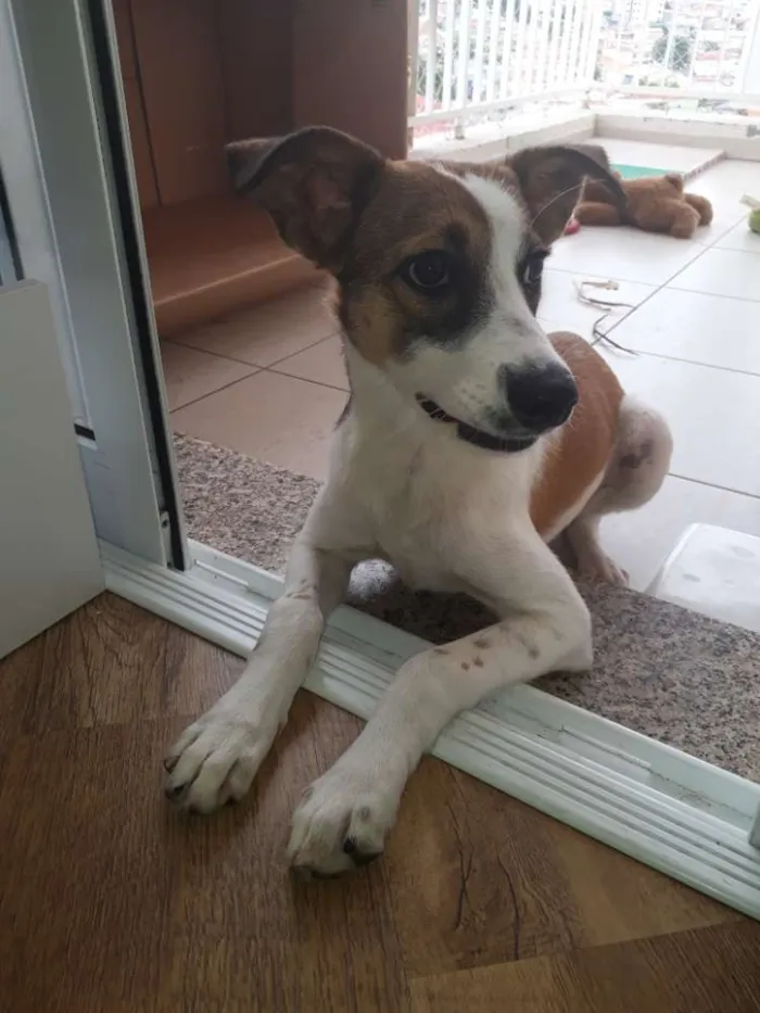 Cachorro ra a SRD idade 7 a 11 meses nome Menininho