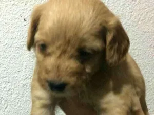 Cachorro raça  idade Abaixo de 2 meses nome Filhote 