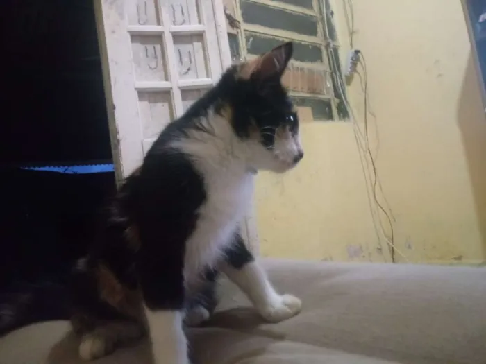 Gato ra a Comun idade 2 a 6 meses nome Fifi , fauna , flora