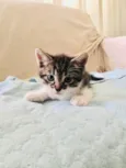 Patota Cats