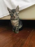 Patota Cats