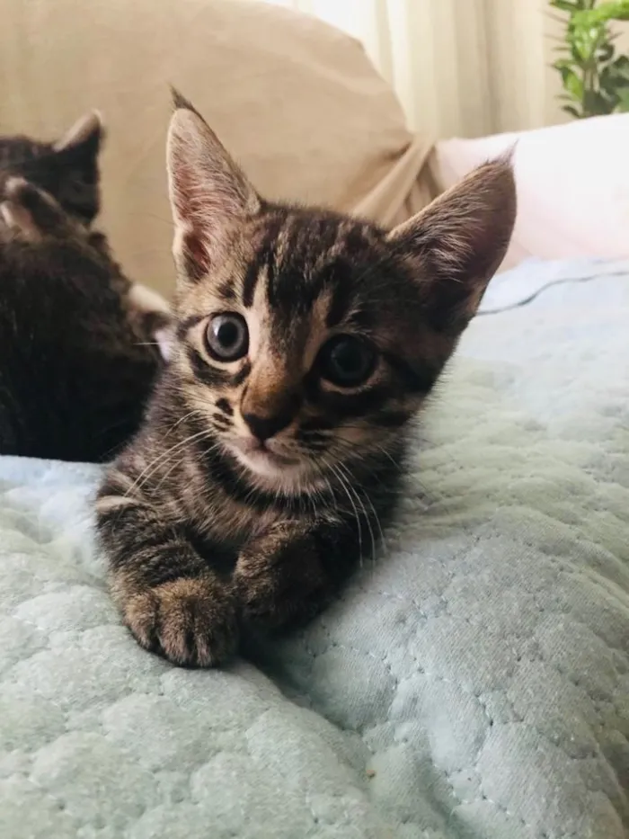 Gato ra a Srd idade Abaixo de 2 meses nome Patota Cats