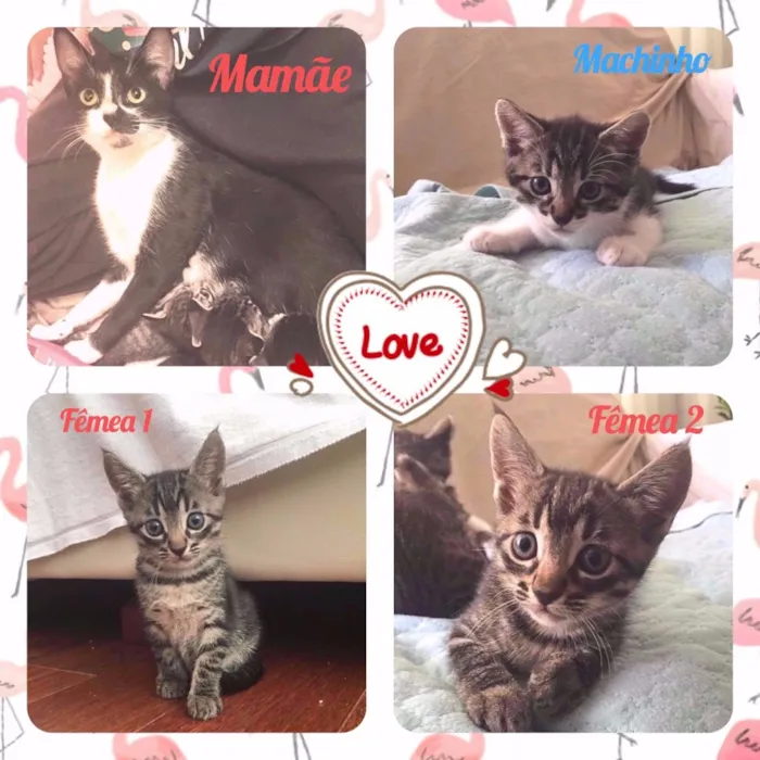 Gato ra a Srd idade Abaixo de 2 meses nome Patota Cats