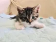Patota Cats