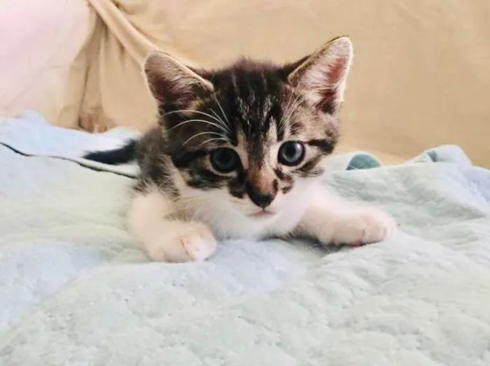 Gato ra a Srd idade Abaixo de 2 meses nome Patota Cats