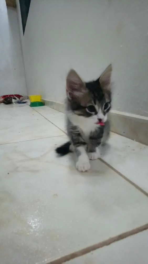 Gato ra a Srd idade 2 a 6 meses nome Sem nomes