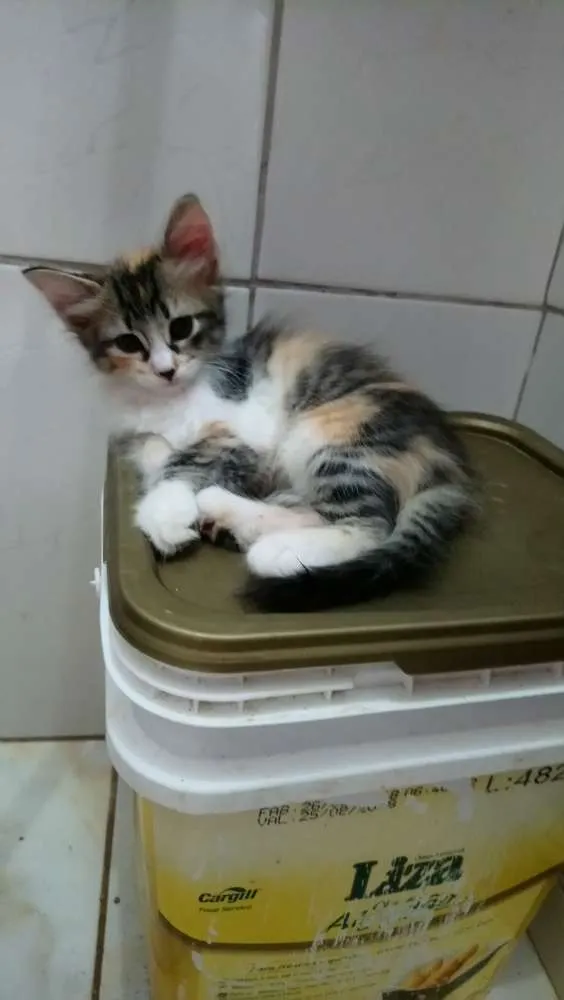 Gato ra a Srd idade 2 a 6 meses nome Sem nomes