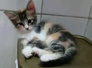 Gato raça Srd idade 2 a 6 meses nome Sem nomes