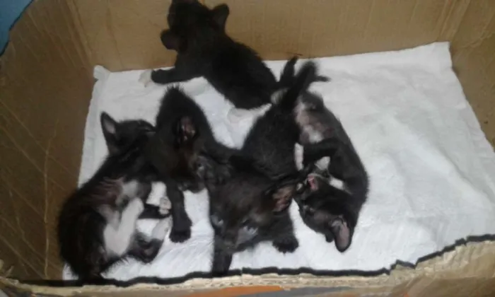Gato ra a Não identificado idade Abaixo de 2 meses nome Sem nome