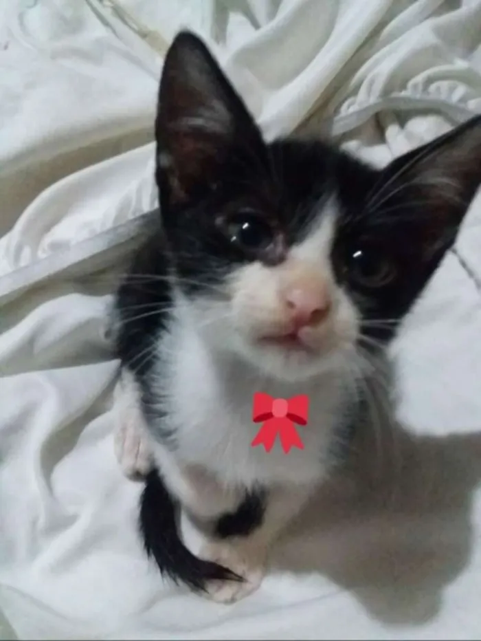 Gato ra a Sem raça idade 2 a 6 meses nome Baguera