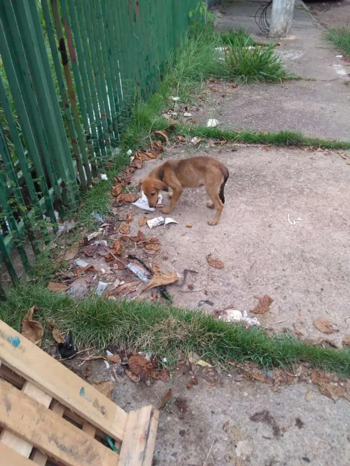 Cachorro ra a Srd idade 2 a 6 meses nome Não possui