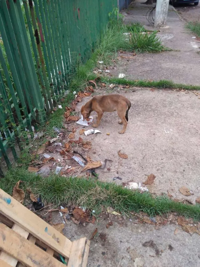 Cachorro ra a Srd idade 2 a 6 meses nome Não possui