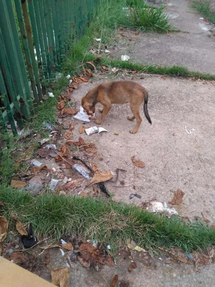 Cachorro ra a Srd idade 2 a 6 meses nome Não possui