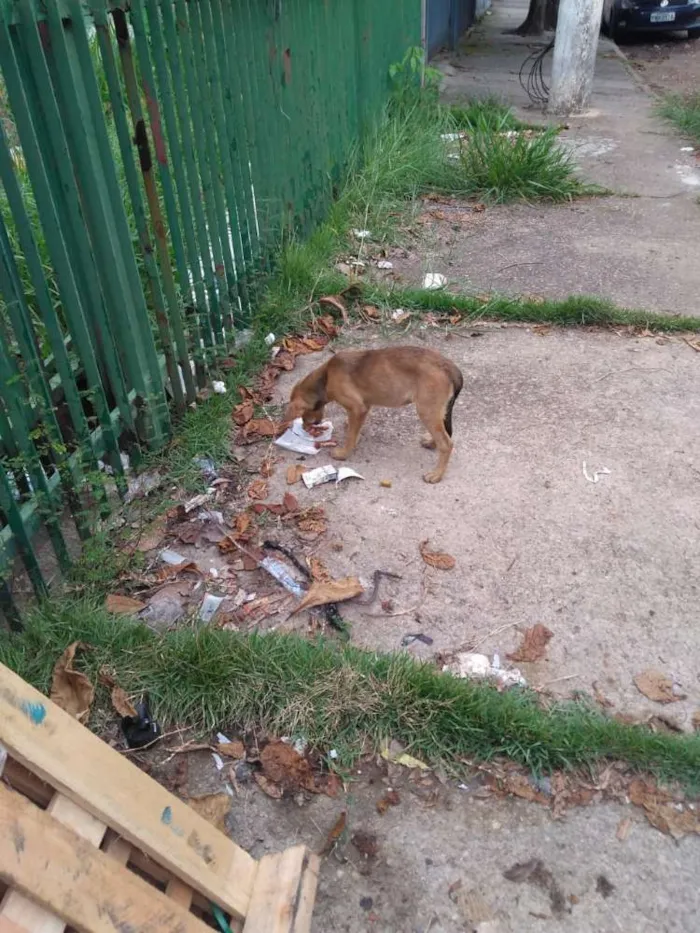 Cachorro ra a Srd idade 2 a 6 meses nome Não possui