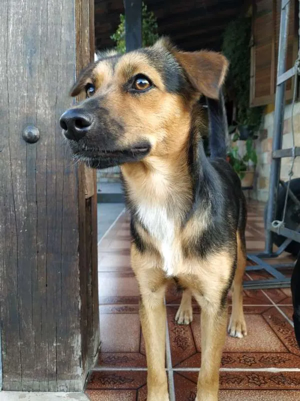 Cachorro raça SRD idade 1 ano nome Luna