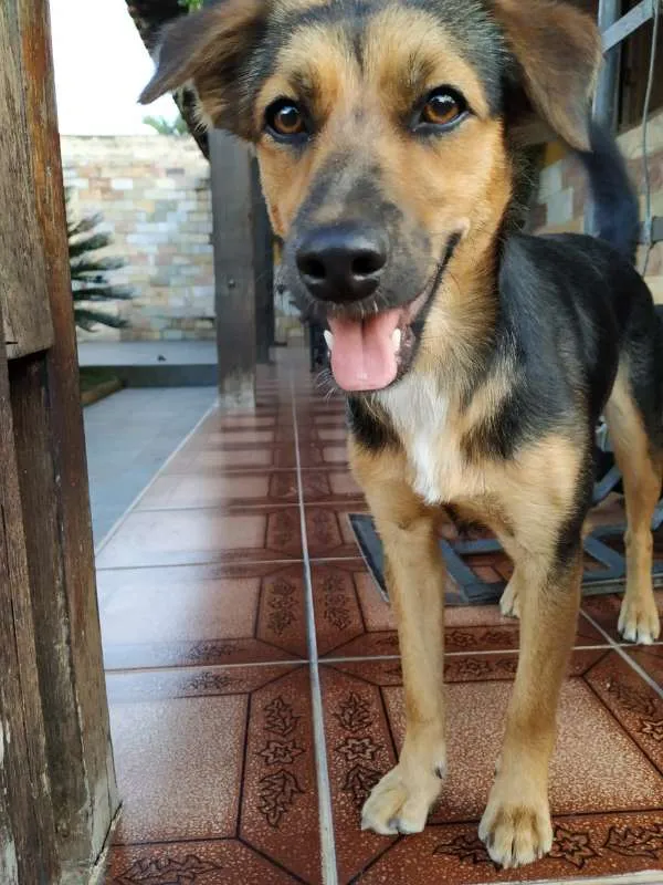 Cachorro raça SRD idade 1 ano nome Luna